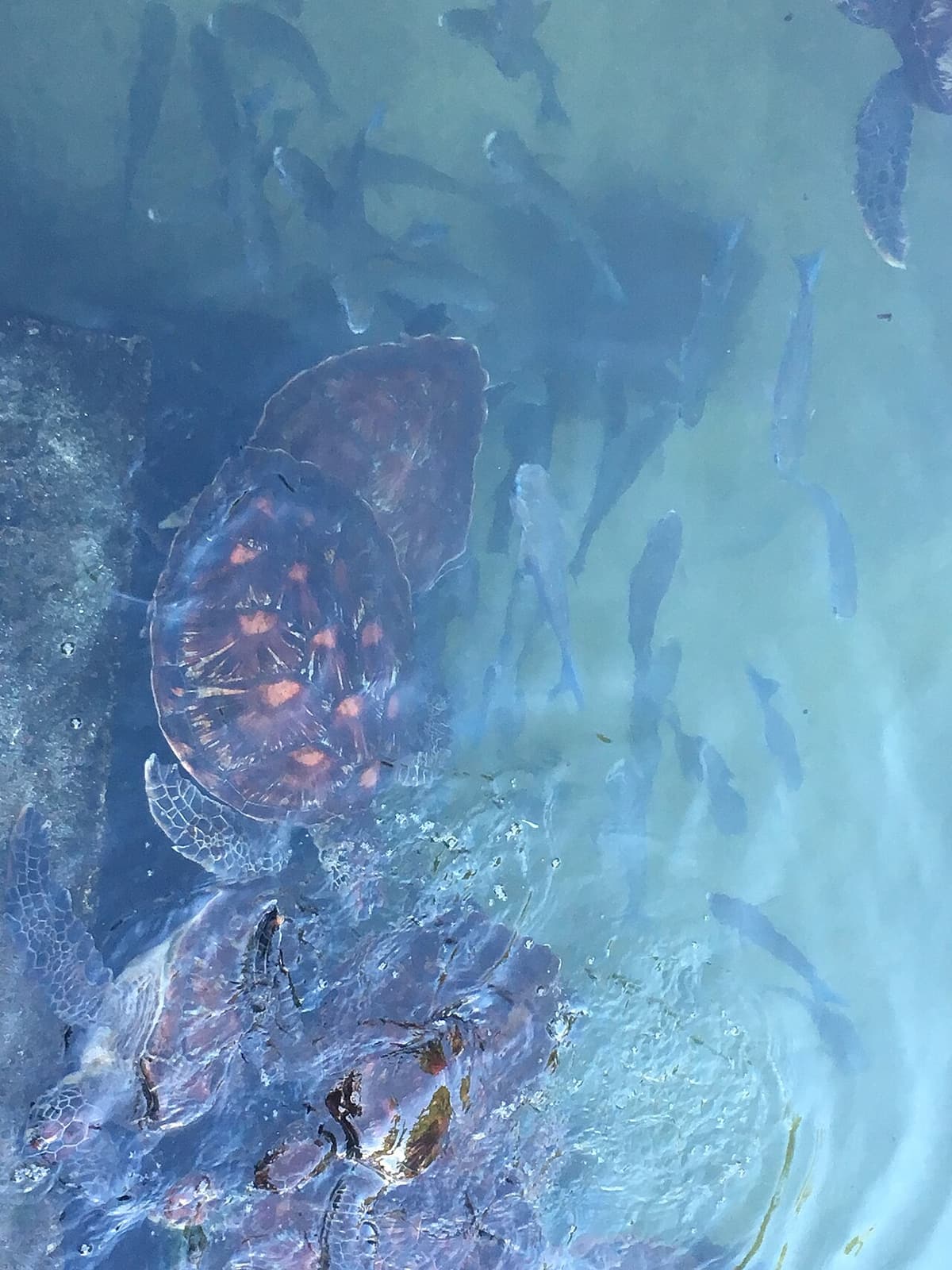 Sea turtles and small fish in the natural tidal pool at Nungwi